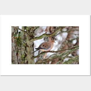 Mourning Dove Perched In a Tree Staring At The Camera In The Winter Posters and Art